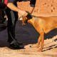 Image for article titled The Aston Martin DBX Is Ready For Your Pup